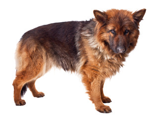 german shepherd long fur