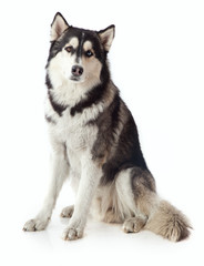 adult male husky