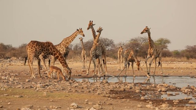Giraffes drinking at a waterhole, Etosha National Park
