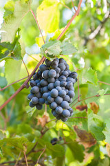 Ripe bunch of dark grapes