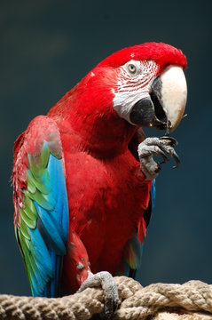 papuga