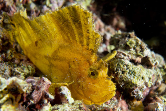 Yellow Leaf fish in Cebu, Philippines