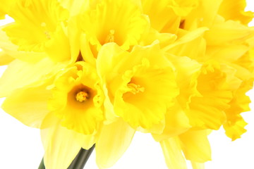 Daffodils on a white background