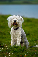 Curious white terrier dog on grass field