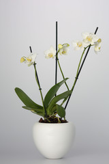 Naklejka na ściany i meble White Orchid in White Flower Pot