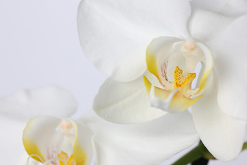 Obraz na płótnie Canvas White Orchid Flower