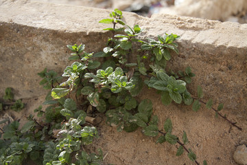 Frische  Pfefferminze