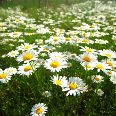 field with white daisies