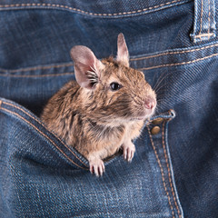 Degu