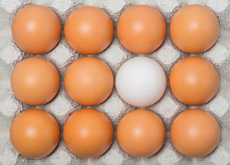 Duck egg among chicken eggs