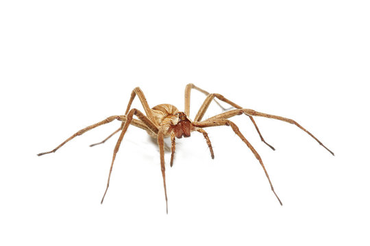 araign&eacute;e