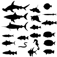 Collection of saltwater fishes (Vector) - obrazy, fototapety, plakaty