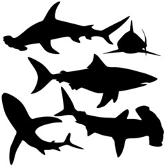 Collection of sharks (Vector) - obrazy, fototapety, plakaty