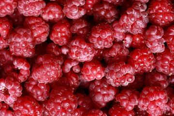 raspberries background
