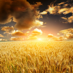 Fototapeta premium yellow field with the blue sky