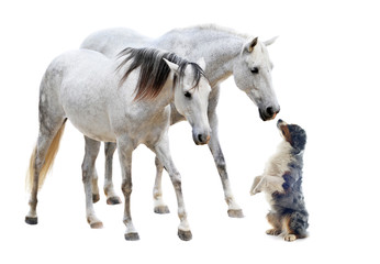 camargue horses and dog - obrazy, fototapety, plakaty