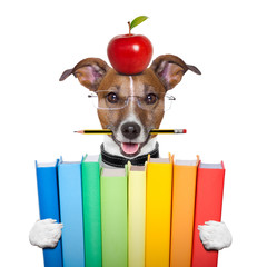 dog and books