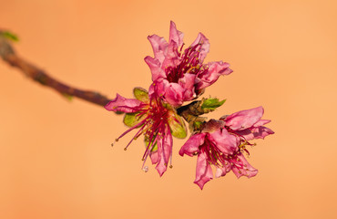 Closeup of pink peach tree blossoms in spring