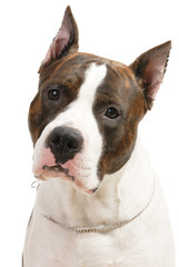 American Staffordshire terrier