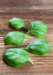 Basilikum auf Holz IV