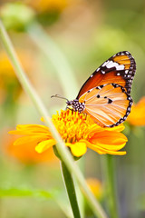 Naklejka premium piękny motyl z kwiatem