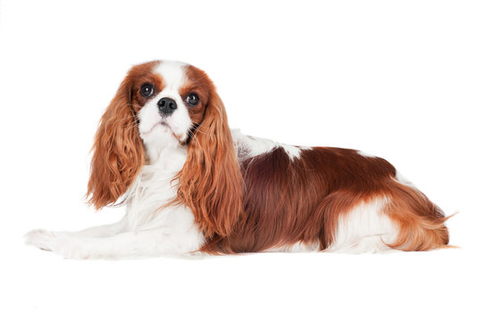 cavalier king charles spaniel dog portrait