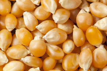 Organic Raw Yellow Corn Kernels