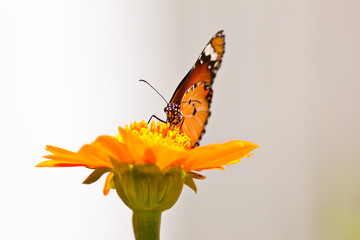 beautiful butterfly with flower