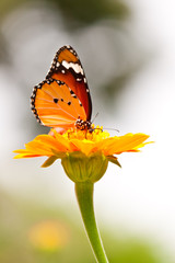 beautiful butterfly with flower