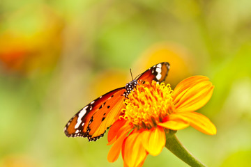 beautiful butterfly with flower