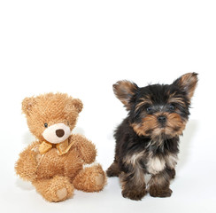 Yorkie Puppy and Friend