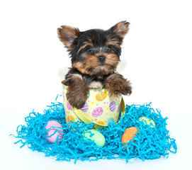 Easter Yorkie Puppy