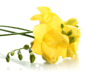 Beautiful bouquet of freesias, isolated on white