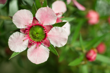 Manuka (Leptospermum scoparium ) flower