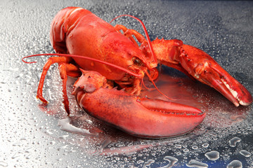 Red lobster on grey background