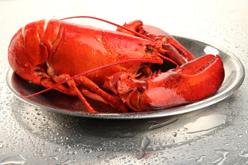 Red lobster on tray, on grey background