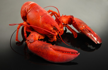 Red lobster, on grey background