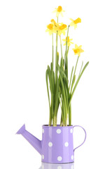 Beautiful yellow daffodils in watering can isolated on white