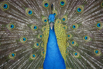 Obraz premium pavo real