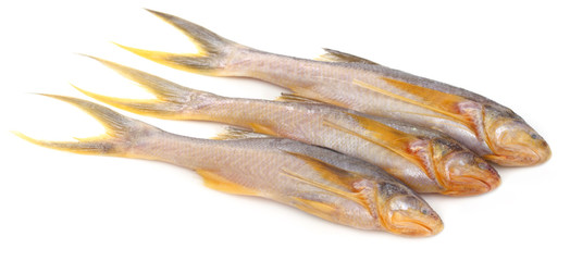 Topse fish of Indian subcontinent