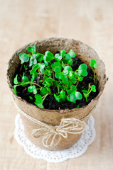 .Fresh watercress salad