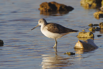Greenshank (Tringa nebularia)