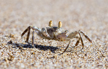 crab