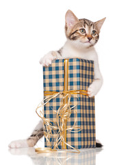 Cute kitten