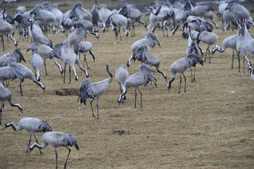 Cranes feeding near Hornborgasj&ouml;n in early morning light