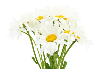 Bouquet of chamomile flower