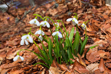 white snowdrops in a dry leaves