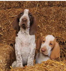 BRACCO ITALIANO