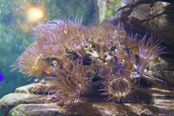 Actinia (anemone)