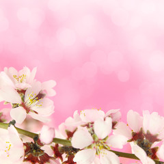 Flowers blooming on pink background